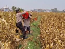 Bahu-Membahu di Ladang Jagung, Jajaran Polresta Malang Kota Bersama Warga Wujudkan Ketahanan Pangan