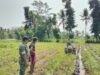 Babinsa Tlogosari Turun Langsung ke Sawah, Bukti Nyata Kedekatan TNI dan Rakyat