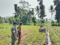 Babinsa Tlogosari Turun Langsung ke Sawah, Bukti Nyata Kedekatan TNI dan Rakyat