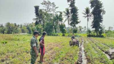 Babinsa Tlogosari Turun Langsung ke Sawah, Bukti Nyata Kedekatan TNI dan Rakyat
