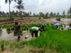 Dukung Ketahanan Pangan, Babinsa Kodim 0822 Bondowoso Dampingi Petani Tanam Padi
