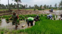 Dukung Ketahanan Pangan, Babinsa Kodim 0822 Bondowoso Dampingi Petani Tanam Padi
