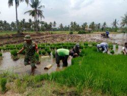 Dukung Ketahanan Pangan, Babinsa Kodim 0822 Bondowoso Dampingi Petani Tanam Padi